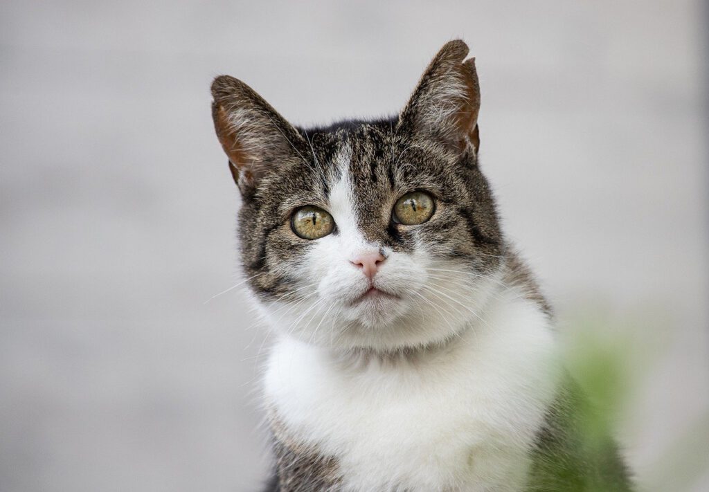 drinkfontein kat kopen