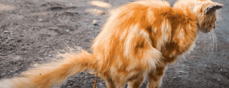 Wat te doen met een kat met diarree?