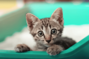Kattenbakstress voorkomen: 7 fouten die veel baasjes maken