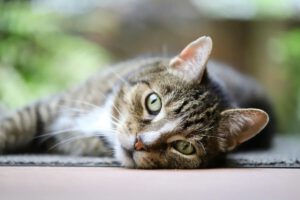 Wat zegt de samenstelling van kattenvoer over de kwaliteit?
