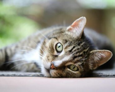 Wat zegt de samenstelling van kattenvoer over de kwaliteit?