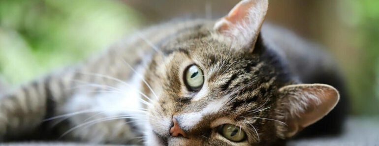 Wat zegt de samenstelling van kattenvoer over de kwaliteit?
