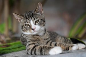De invloed van voeding op de vacht en huid van je kat