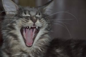 Tandsteen bij katten voorkomen: tips en voeding die echt helpt