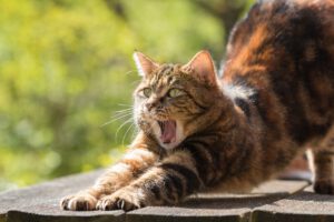 Kun je een kat leren tandenpoetsen?