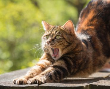 Kun je een kat leren tandenpoetsen?