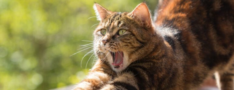 Kun je een kat leren tandenpoetsen?