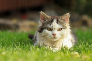 Hoe vaak moet je een kat ontwormen?
