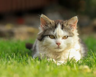 Hoe vaak moet je een kat ontwormen?