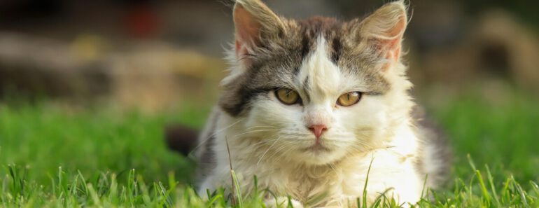 Hoe vaak moet je een kat ontwormen?