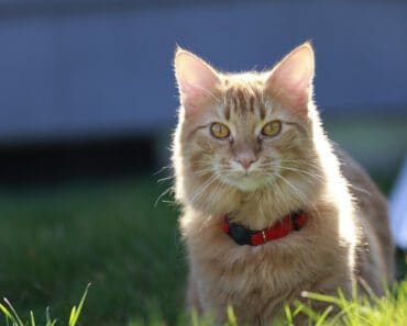 Nooit Meer Je Kat Kwijt: De 4 Beste GPS Trackers voor Katten in 2025