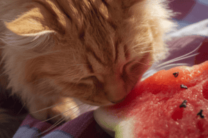 Mogen katten watermeloen eten? Alles wat je moet weten